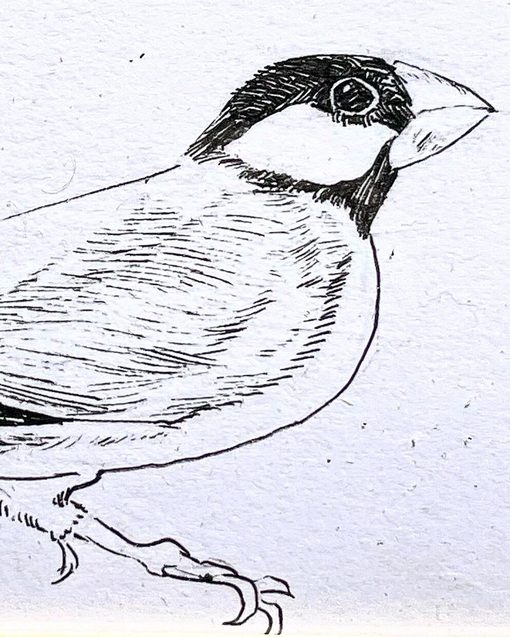 大好きなペットをオシャレなペン画で描きます 実績有、線画イラスト歴８年の実力 イメージ4