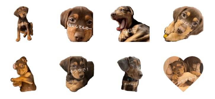 あなたのペットの写真でLINEスタンプ作ります 愛犬のスタンプがあるだけで、LINEを開けるたびとろけます。 イメージ2