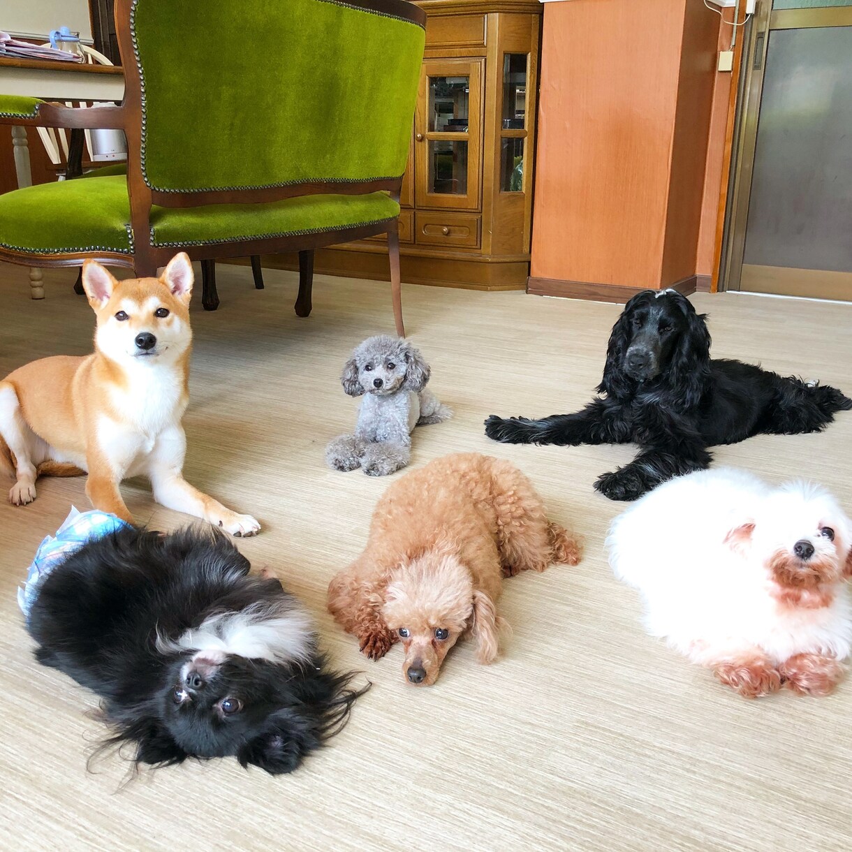 経験豊富な犬のスペシャリストがお悩み解決します 年間800件以上のお悩みに対応中♪丁寧に解説いたします。 イメージ6