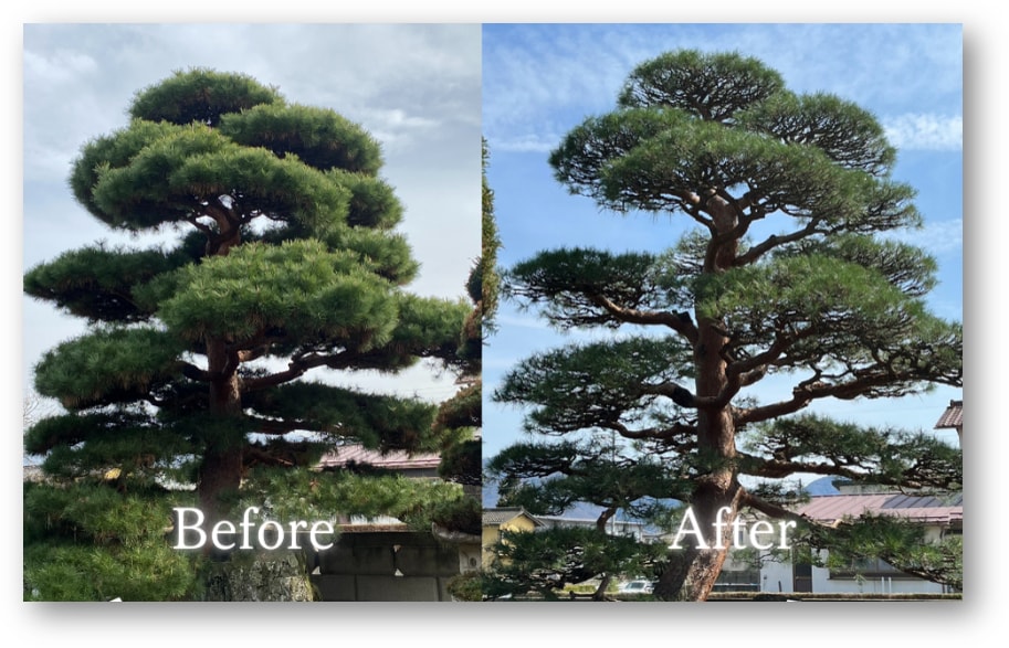剪定の相場診断＆DIYアドバイスします プロの手で美しく。剪定の見積もり診断、写真で簡単に対応。 イメージ2