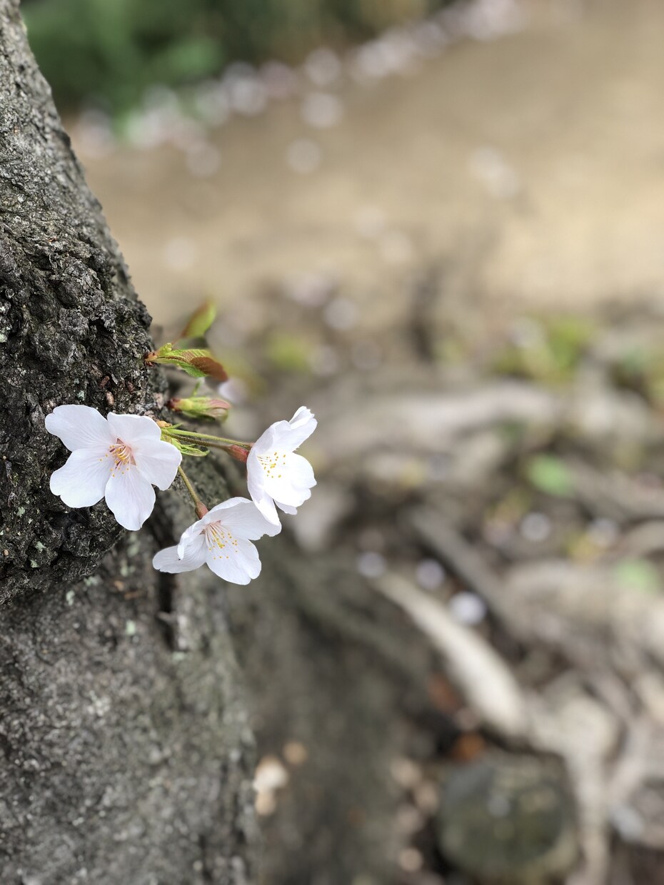 迷い、悩み聞かせて下さい。何かヒントが見つかります 自分では答えが見つからない！そんな時お電話お待ちしています イメージ1