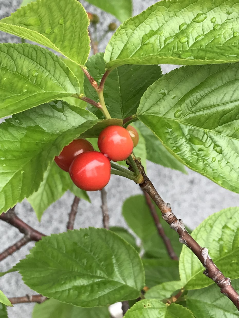 癒しのヒーリングをさせていただきます こたらは正規版です、ほかにお試し版があります。 イメージ3