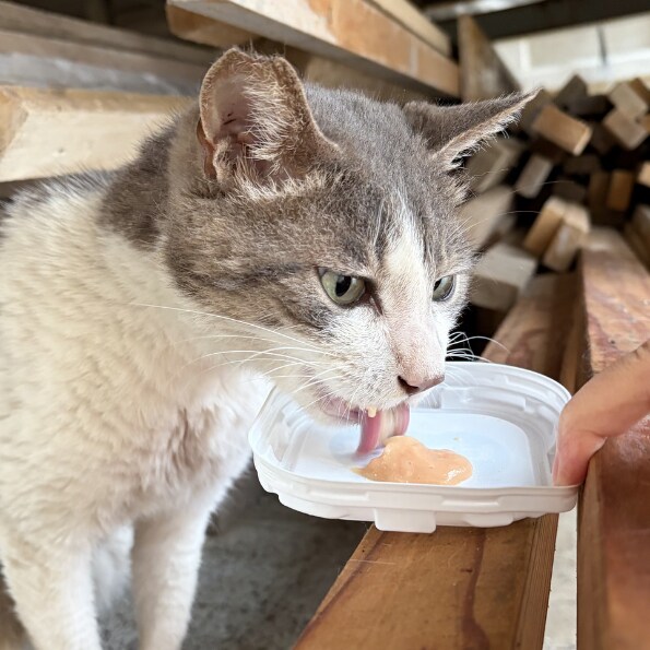 犬猫の悩みごと、何でも相談にのります 保護犬猫ボランティア歴6年。気軽にご相談ください！ イメージ6