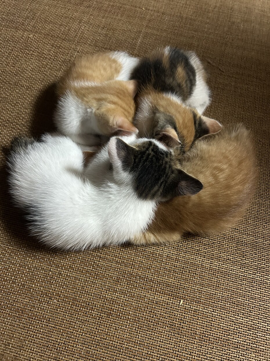 猫ちゃんの可愛い写真を送ります。ます 猫ちゃんだけじゃなくて牛さんの写真や季節の写真を送ります。 イメージ6