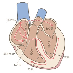 循環呼吸系の解剖や実習のアセスメントお手伝いします わからないことがわからない…を一緒に解決します！ イメージ1