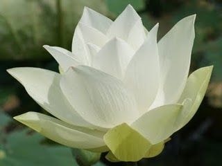 褒められてあなたの自己肯定感を高めます 自己肯定感を上げる褒められサロン イメージ1