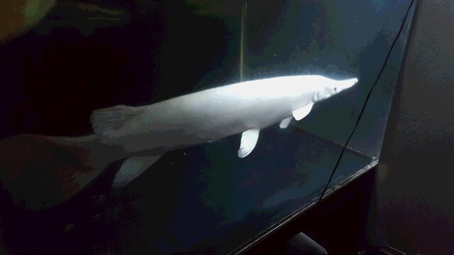 熱帯魚の飼育を始めたい方にアドバイス致します ショップに行ってアドバイスを聞くのに気が引ける方へ イメージ2