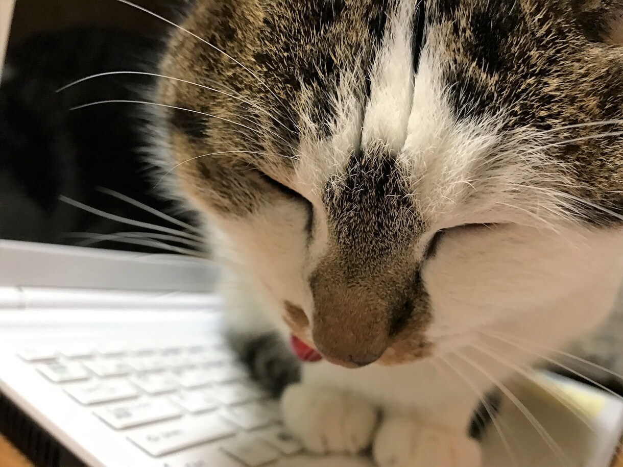 英訳を行います 低価格でクオリティーの高い翻訳を行います/TOEIC880/ イメージ1