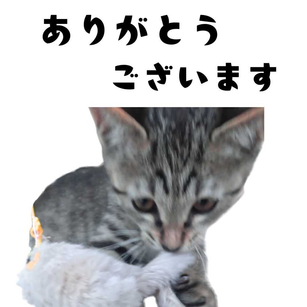 ペット写真からLINEスタンプ16個セット作ります ☆大切なペットをオリジナルLINEスタンプに イメージ3