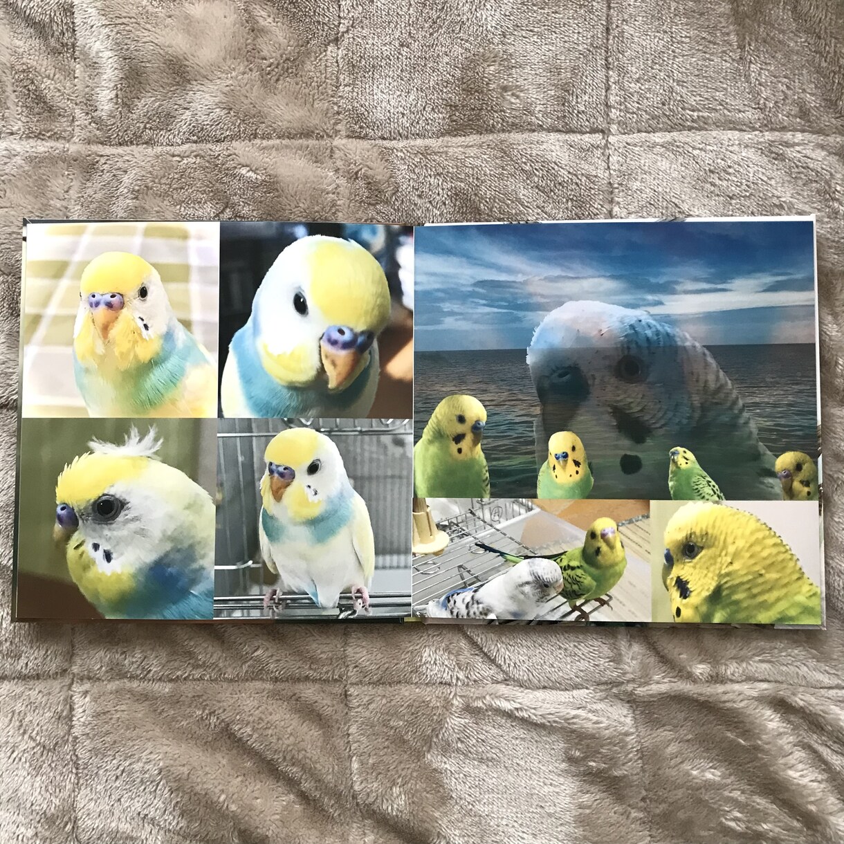 写真集のご制作致します ペットの写真集、記念日の写真集等ご制作致します。 イメージ3