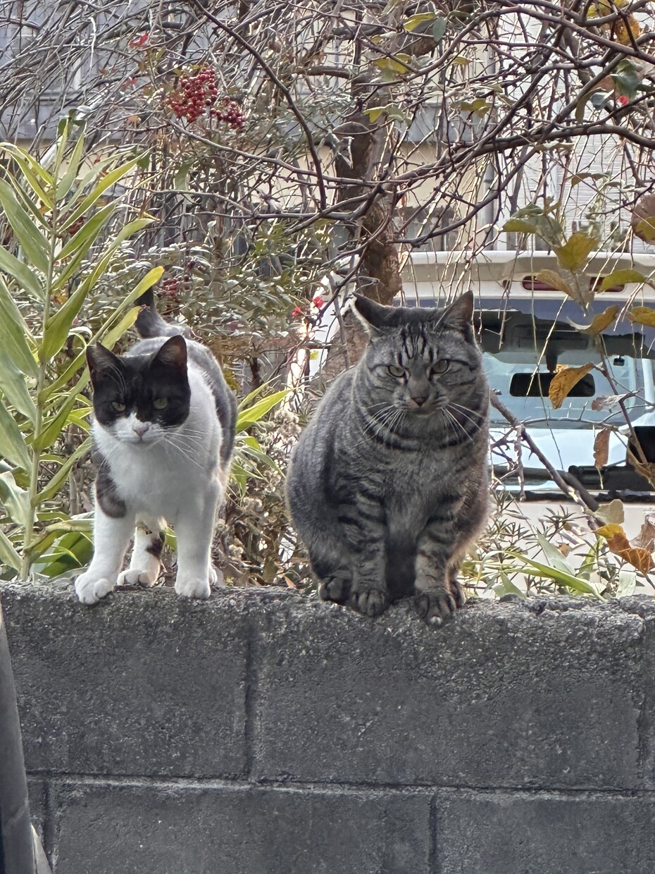 あなたの想いやこれからについてタロットが導きます 現在41歳タロットをパートナーに様々な方にお会いしました。 イメージ2
