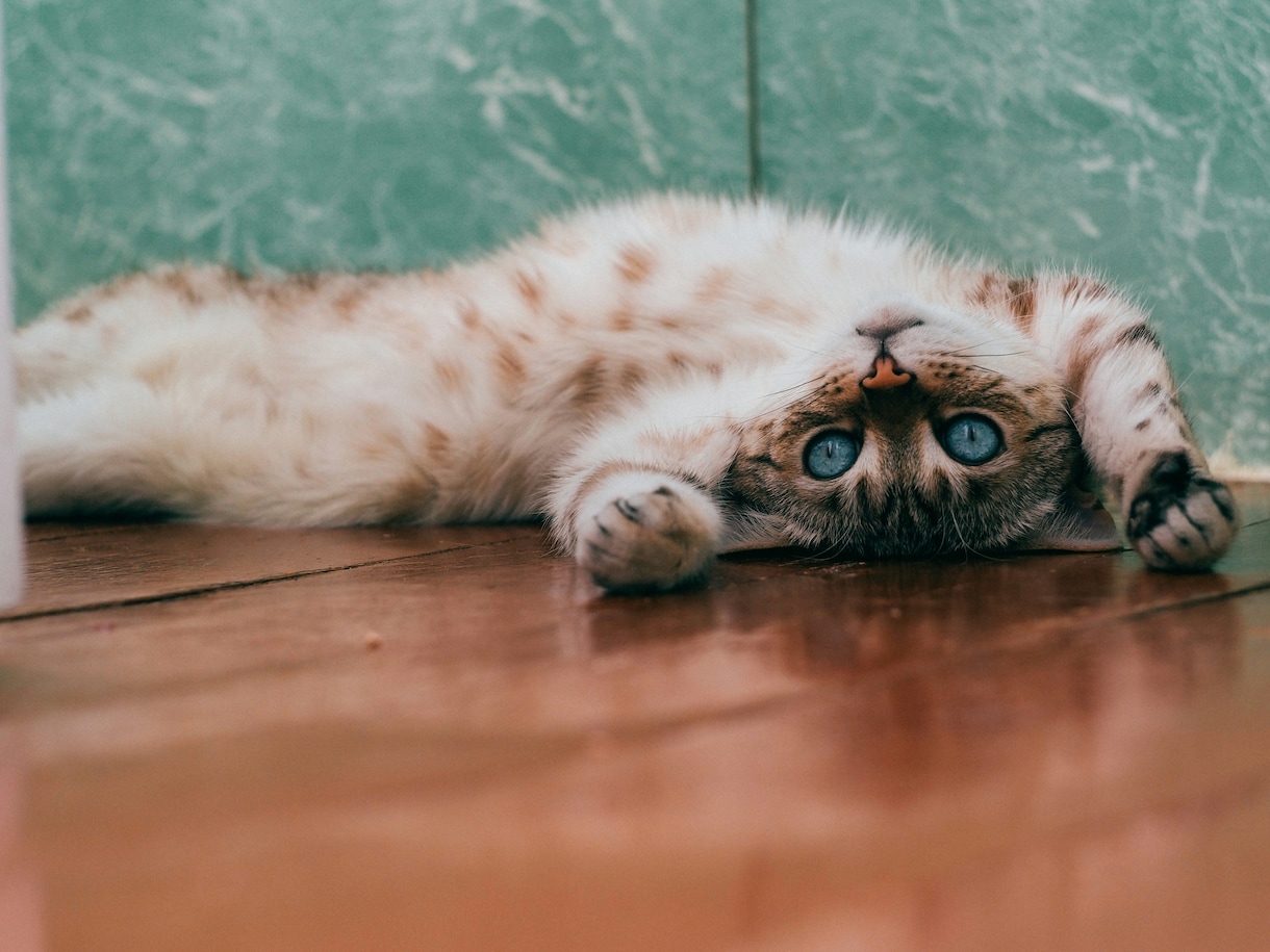 ペットの気持ち、霊体をアニマルヒーリングします ワンちゃん猫ちゃんのエネルギー体、メンタルを遠隔ヒーリング⭐ イメージ5