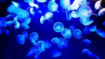 料金お値下げ あなたのお悩みお聞きして解決します ルノルマンカード、占星術、リソマンシーで占います イメージ1