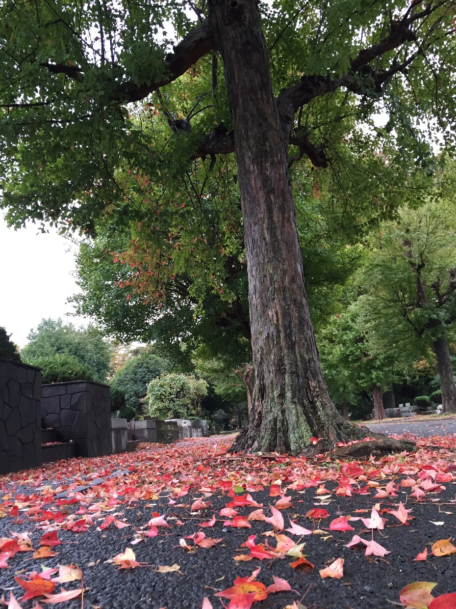 多磨霊園　お墓参り代行・清掃・草むしりします ～故人様のお墓を真心込めて、お墓参りお掃除をいたします～ イメージ3