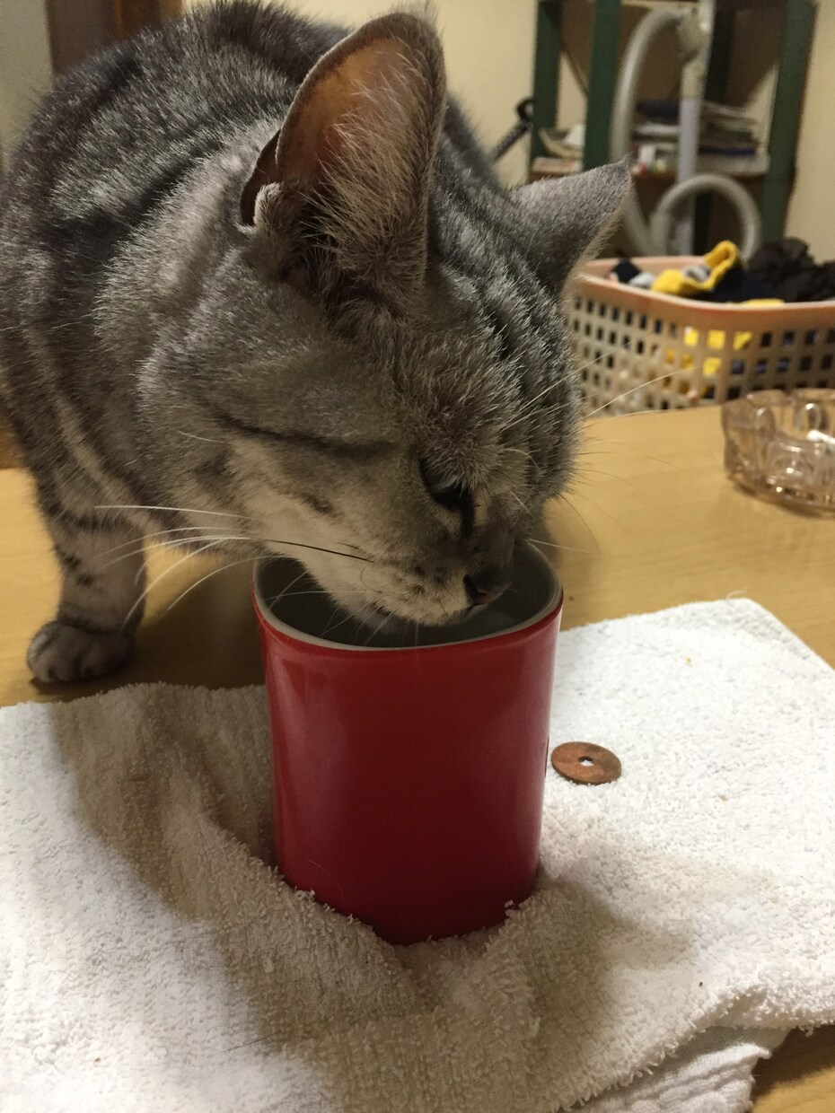 猫ちゃんに関する事を伝えます 猫ちゃんの困った事やクセ  脱走  なんでも  相談します イメージ3