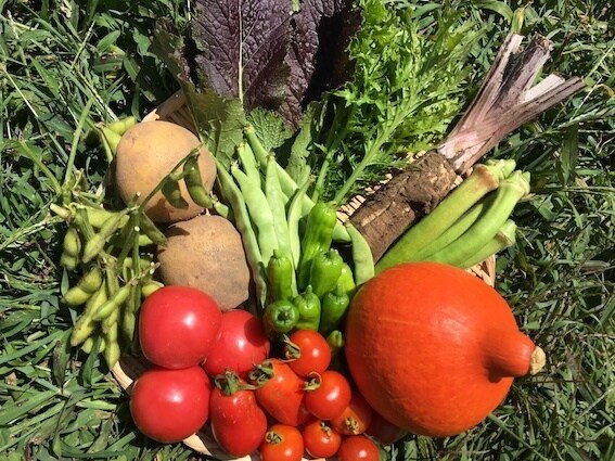 自然栽培・有機栽培による野菜の作り方を教えます 無農薬・無肥料又は有機肥料・固定種による野菜栽培を伝授 イメージ1