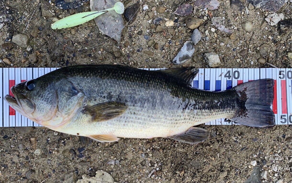 厳寒期のバス釣り攻略法を教えます バス釣り歴10年以上の釣具屋スタッフが教えます！ イメージ4