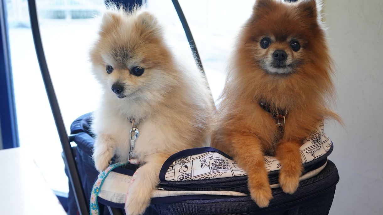 全画像納品！愛犬との家族写真撮影します 愛するわんちゃんとの思い出を残しませんか？ イメージ4