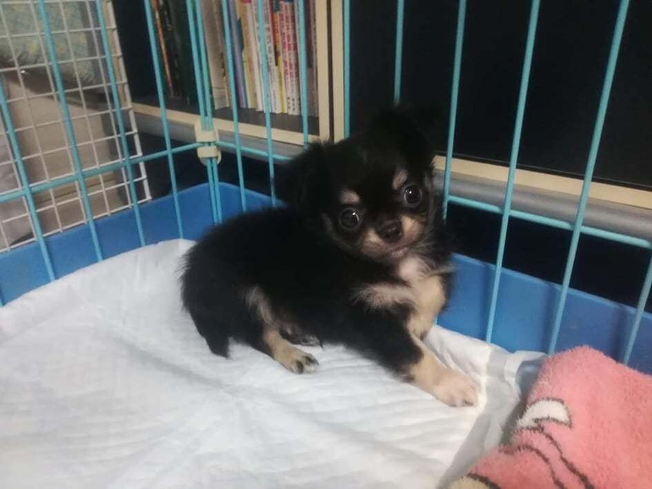 家庭犬専門トレーナーがしつけ方の基本をお伝えします 飼い方、しつけ方、その他日々のお困り事何でもご相談にのります イメージ8