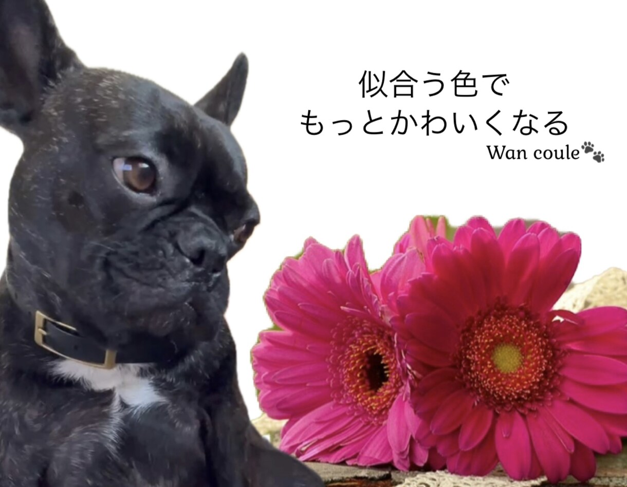 ペット（犬専門）パーソナルカラー診断します 犬パーソナルカラー診断の資格者が愛犬の魅力を色で引き出します イメージ2