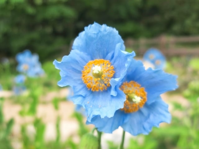今のお悩みお聞きします。タロットカードで占います ２つの方法でお悩み解決！占い♡心理カウンセラーがお聞きします イメージ6