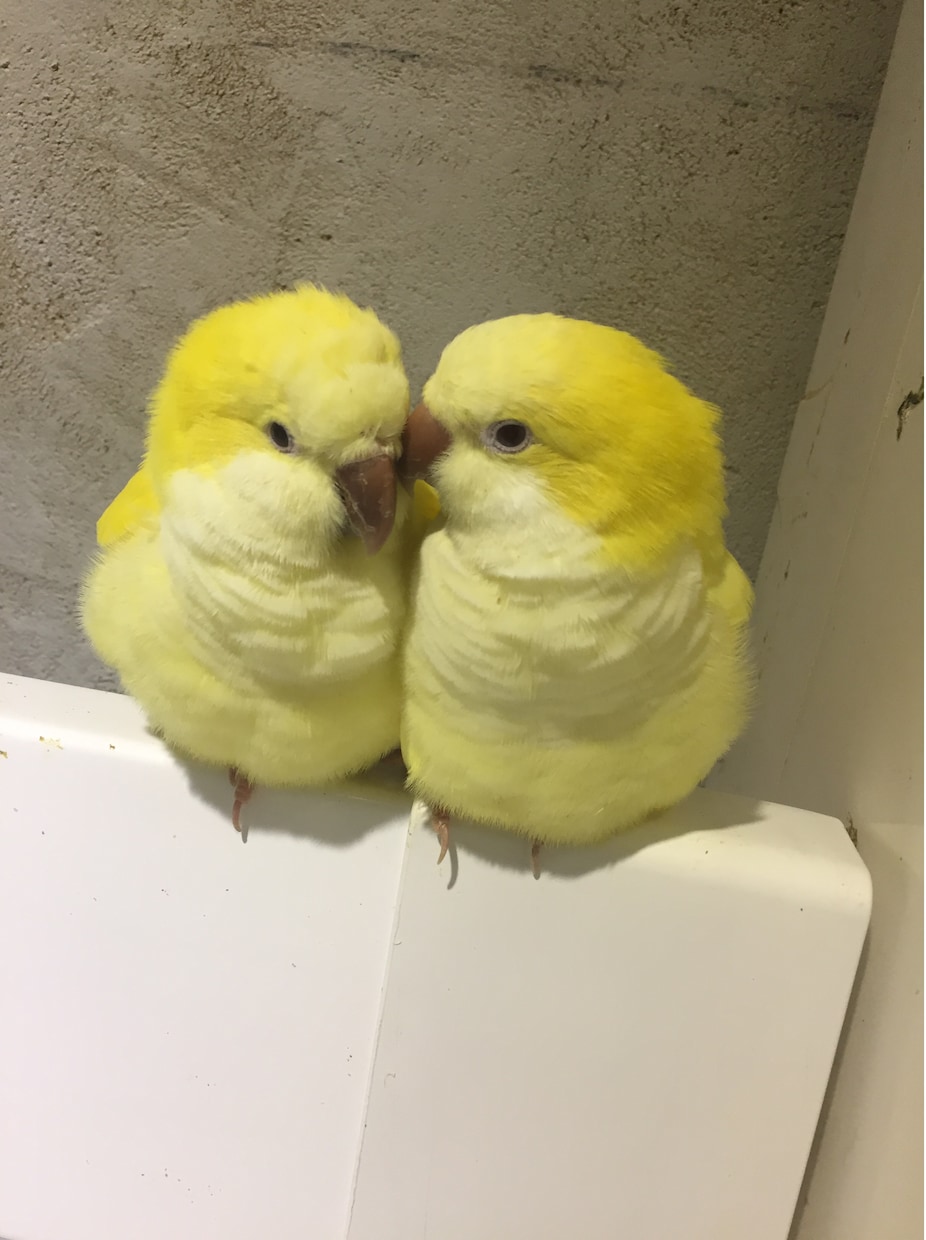 動物看護の専門学校・大学 中高生にアドバイスします 動物看護師の仕事内容とは。どんな方に向いているのか イメージ1