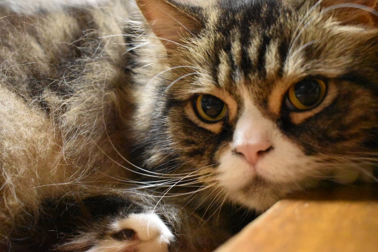 ブヒを飼いたい方飼っている方へお応え致します ブヒ族集まれ！ブヒを共有しよう！ イメージ7