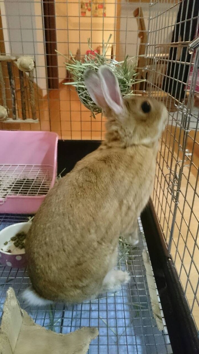 うさぎの体験談を聞きます 〜あなたの飼っているうさぎちゃんのエピソードを教えて下さい〜 イメージ5