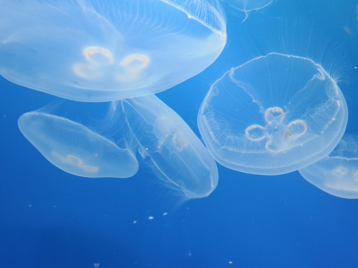 水族館デートのコンサルします ソロ入館常連25歳水族館オタクにお任せ下さい イメージ1