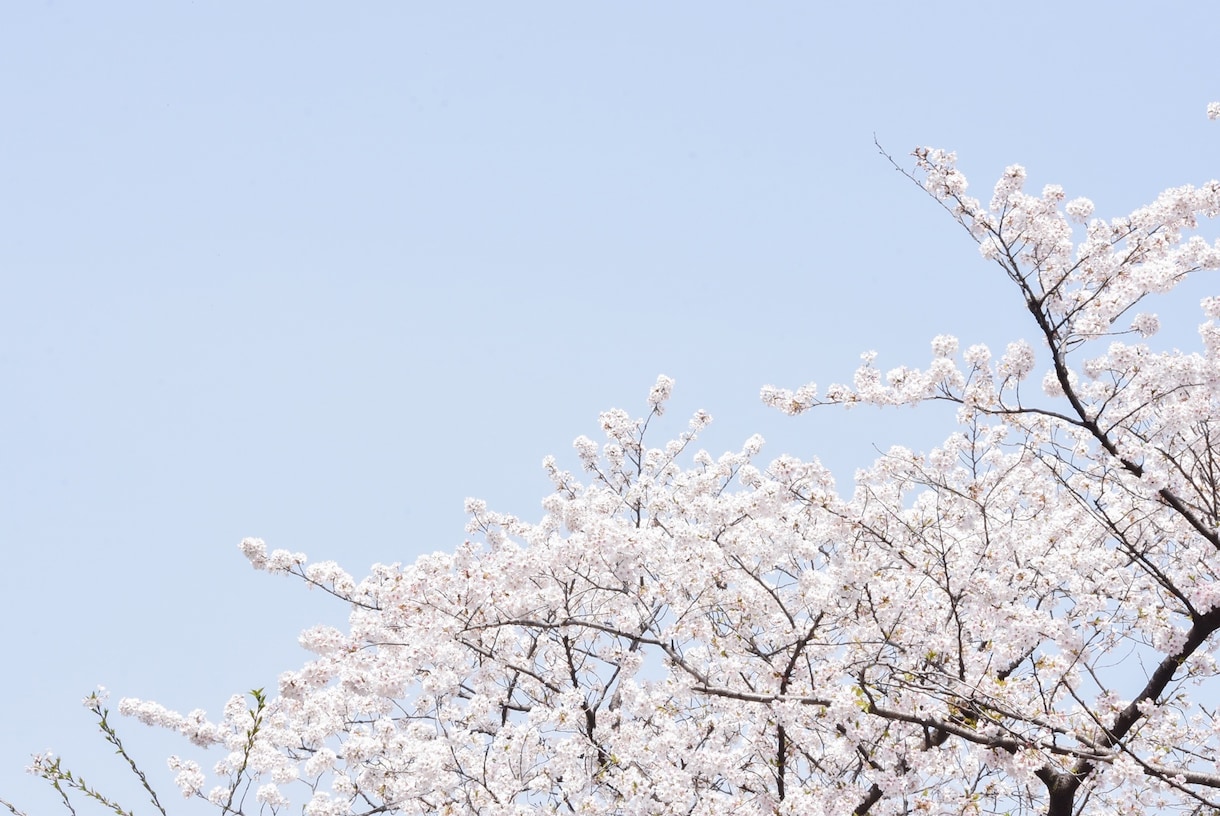 お花・植物・自然の写真提供します 色鮮やかなお写真多めに提供します イメージ4