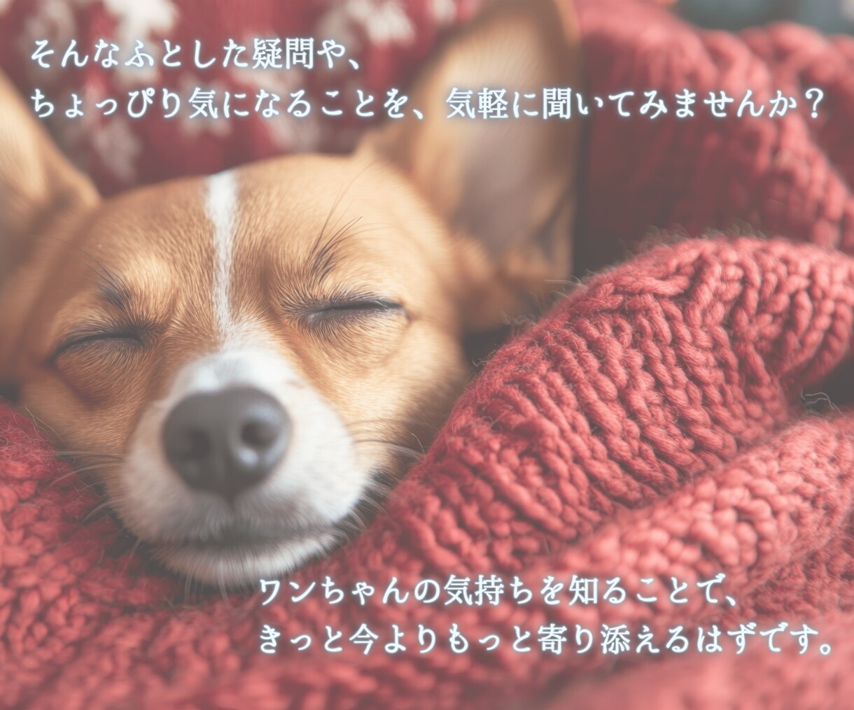 愛犬と飼い主様の心を繋ぎたい。ワンコと話します タロット・ダウジング・アニコミの３本柱で愛犬の気持ちを深堀り イメージ9