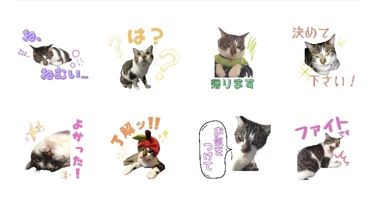 可愛い飼い猫のオリジナルLINEスタンプ作成します ご家族でのご利用や職場の看板猫などお好きなワードで作成！ イメージ2