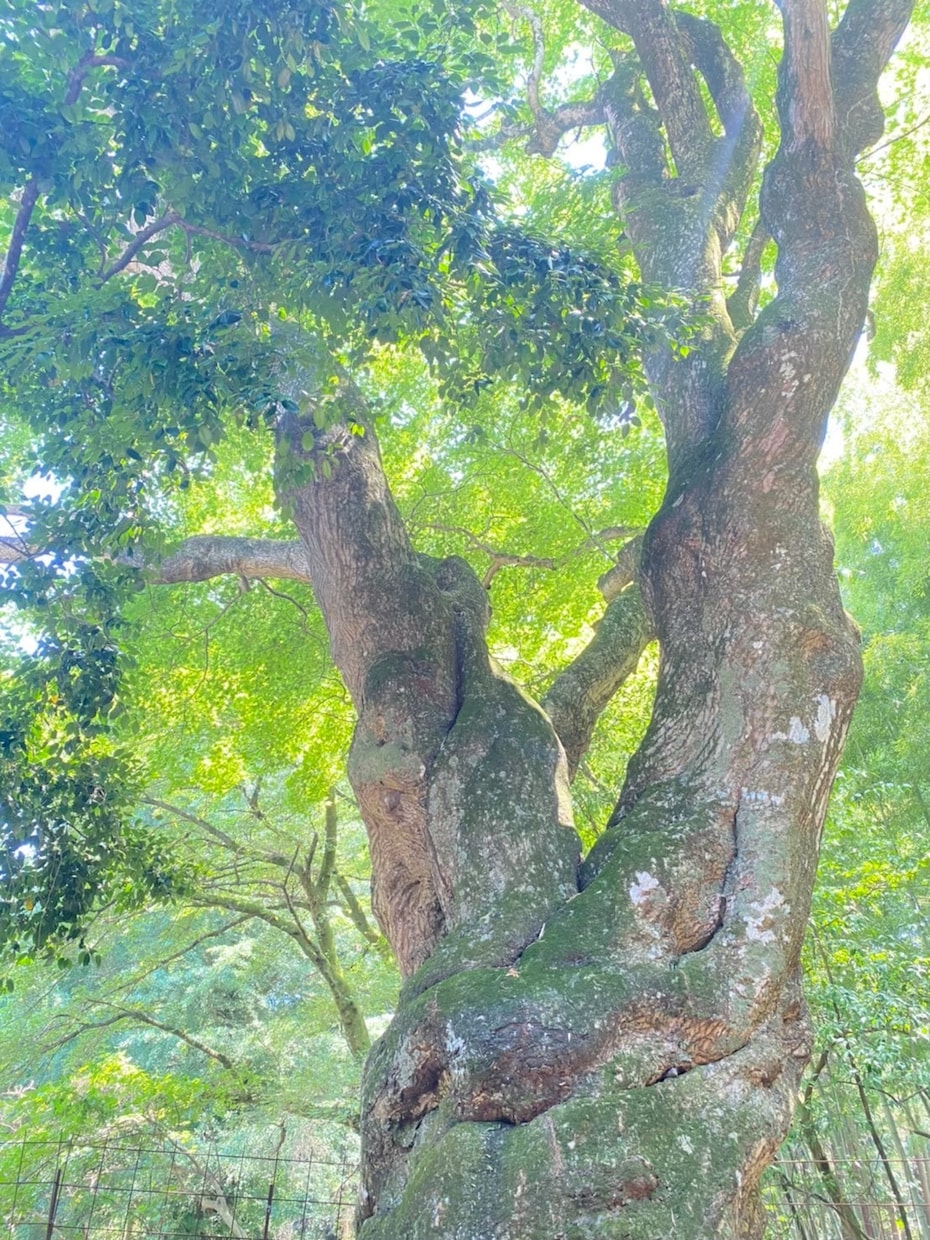 高次元×霊感霊視 波動を整え、望む未来へ導きます 未来を当てるより、未来を創るための気づきの鑑定♪ イメージ6