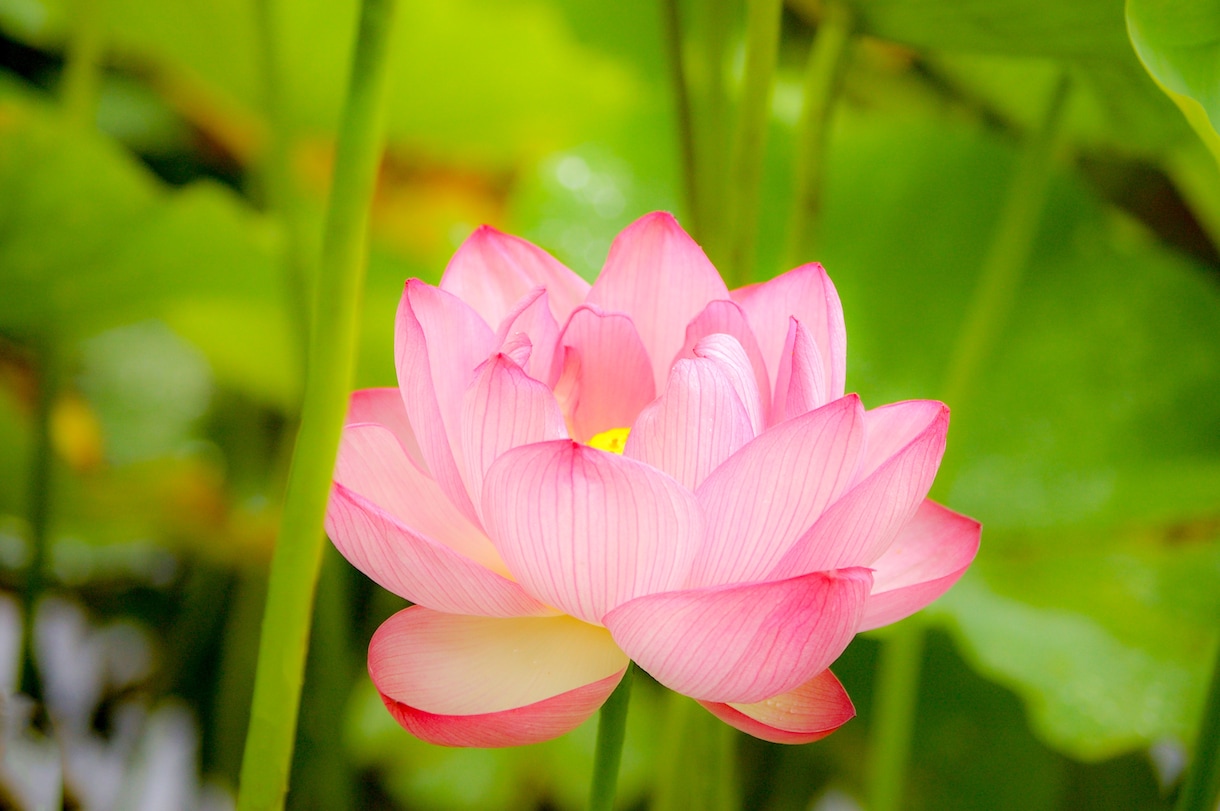 今すぐ誰かと話したい方へ♡あなたのお悩み聞きます カウンセリングと占いを織り交ぜながらあなたの心を癒します♡ イメージ2
