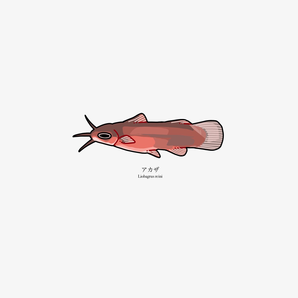魚のイラストを作成します 魚好きがあなただけのお魚イラストを描きます イメージ9