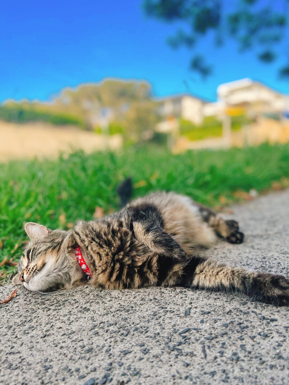 大自然の写真販売しています 猫 空 ビーチ オペラハウス×虹 イメージ4