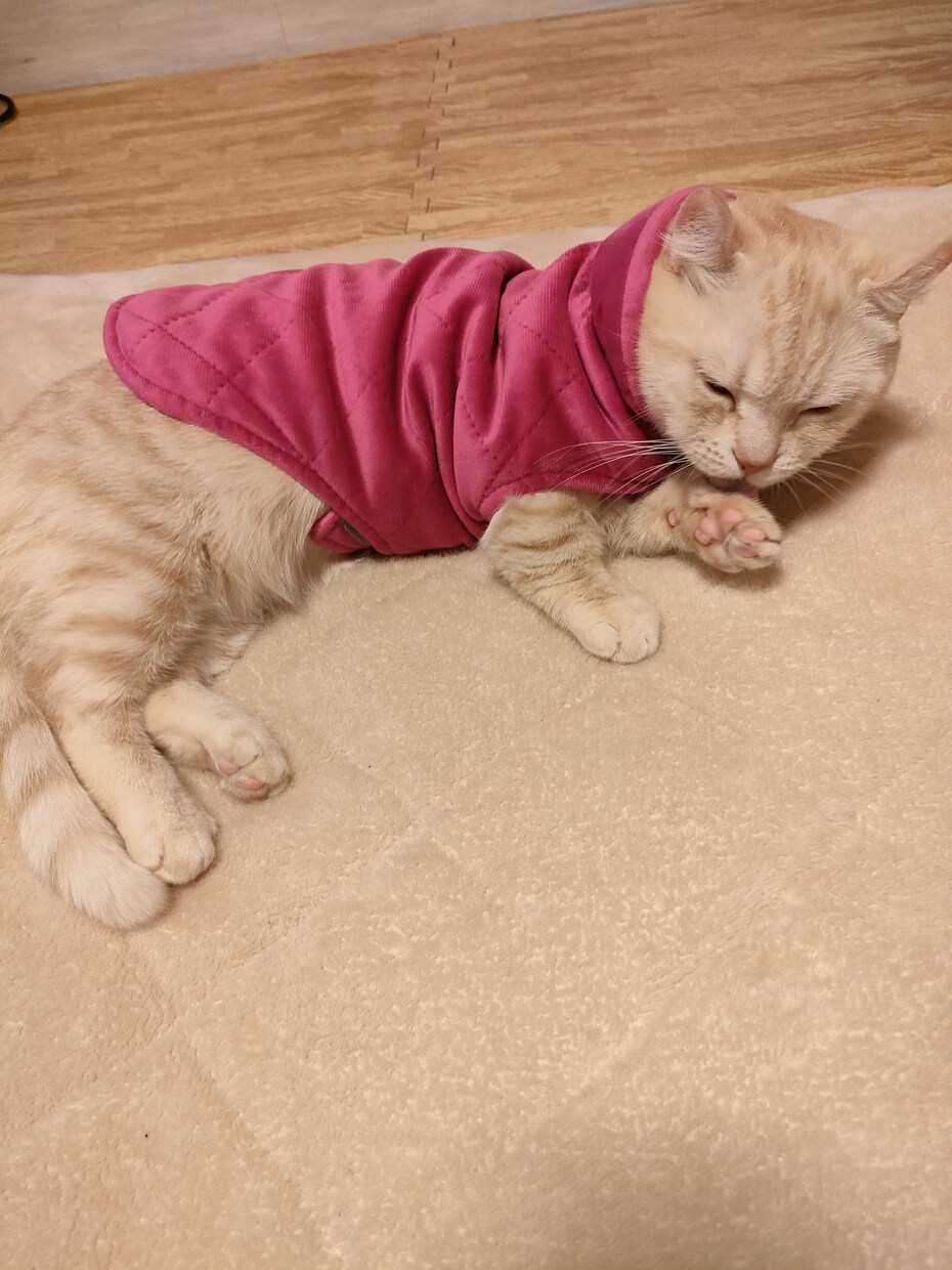 犬　猫　ハムスター鳥ペットの気持ち霊感霊視で視ます 家のワンちゃん猫ちゃんの父親だからこそ愛を込めて占います イメージ8