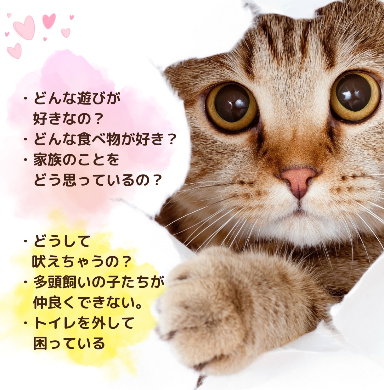 アニマルコミュニケーションでペットとお話しします あなたのペットちゃんに聞きたいことはありますか？ イメージ2
