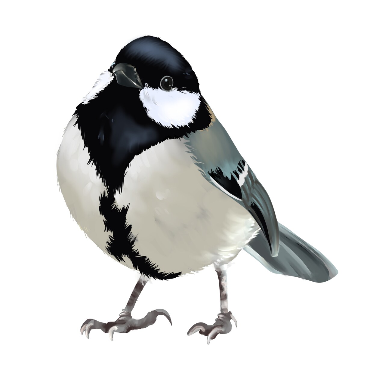 大事な小鳥さんお描きます 鳥が好きなあなたへ。可愛いからかっこいいまで全てお描きします イメージ10