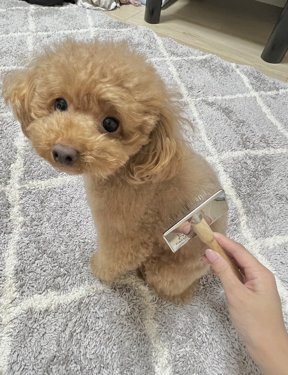 限定価格★技術だけはダメ。犬のお手入れ方法教えます ブラッシングや歯磨きなど…行動心理から＋技術面まで学べます イメージ2