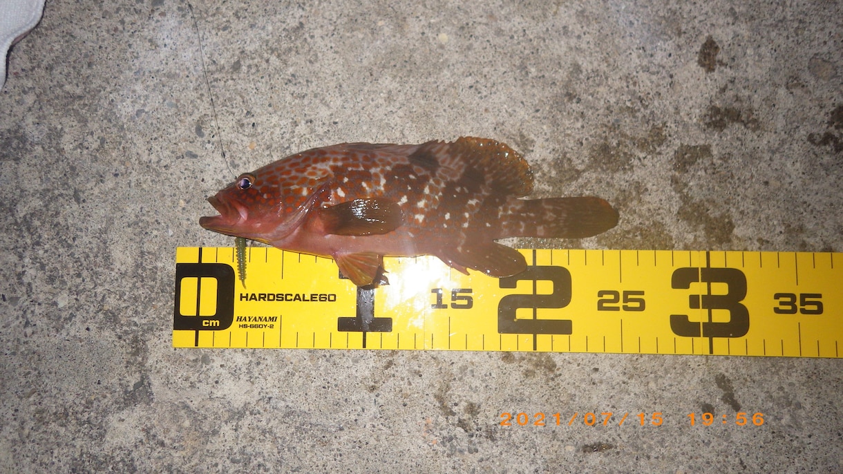 海釣りで魚を釣りたい初心者の方へコツ教えます ファミリーフィッシングでお子さんに魚を釣らせたい方なども イメージ5
