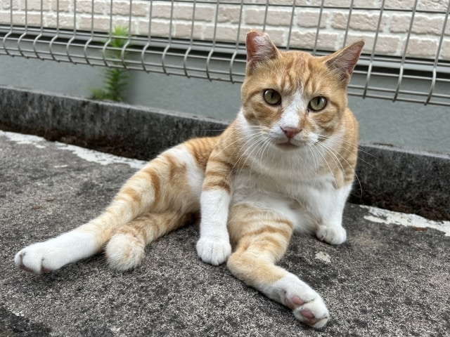あなたの懺悔を優しく包み込みます たとえ自分を許せなくても、私だけはあなたを肯定します イメージ8