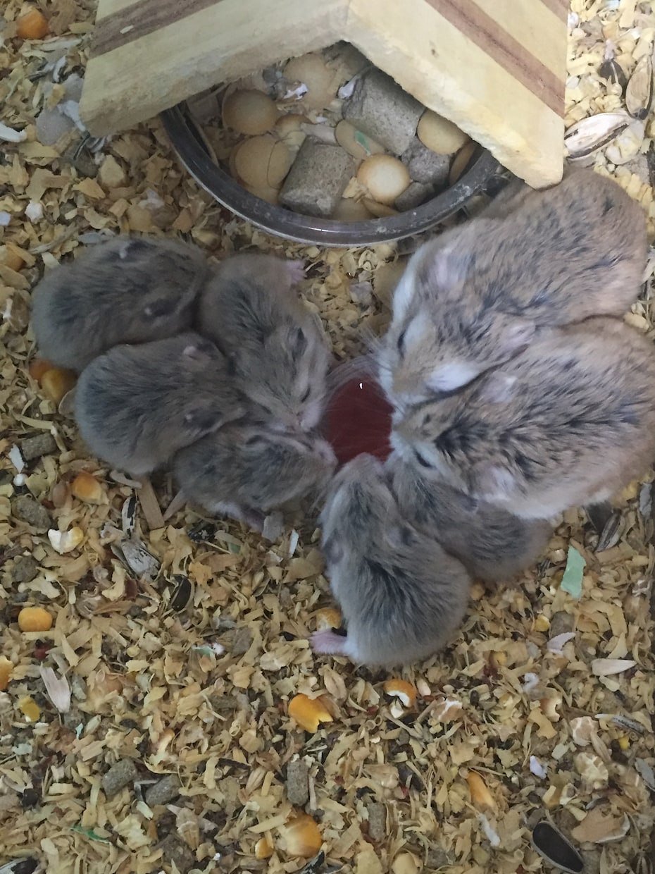 ハムスター飼育について相談受けます ロボロフスキー繁殖成功、ジャンガリアン、最大18匹ほど飼育 イメージ1