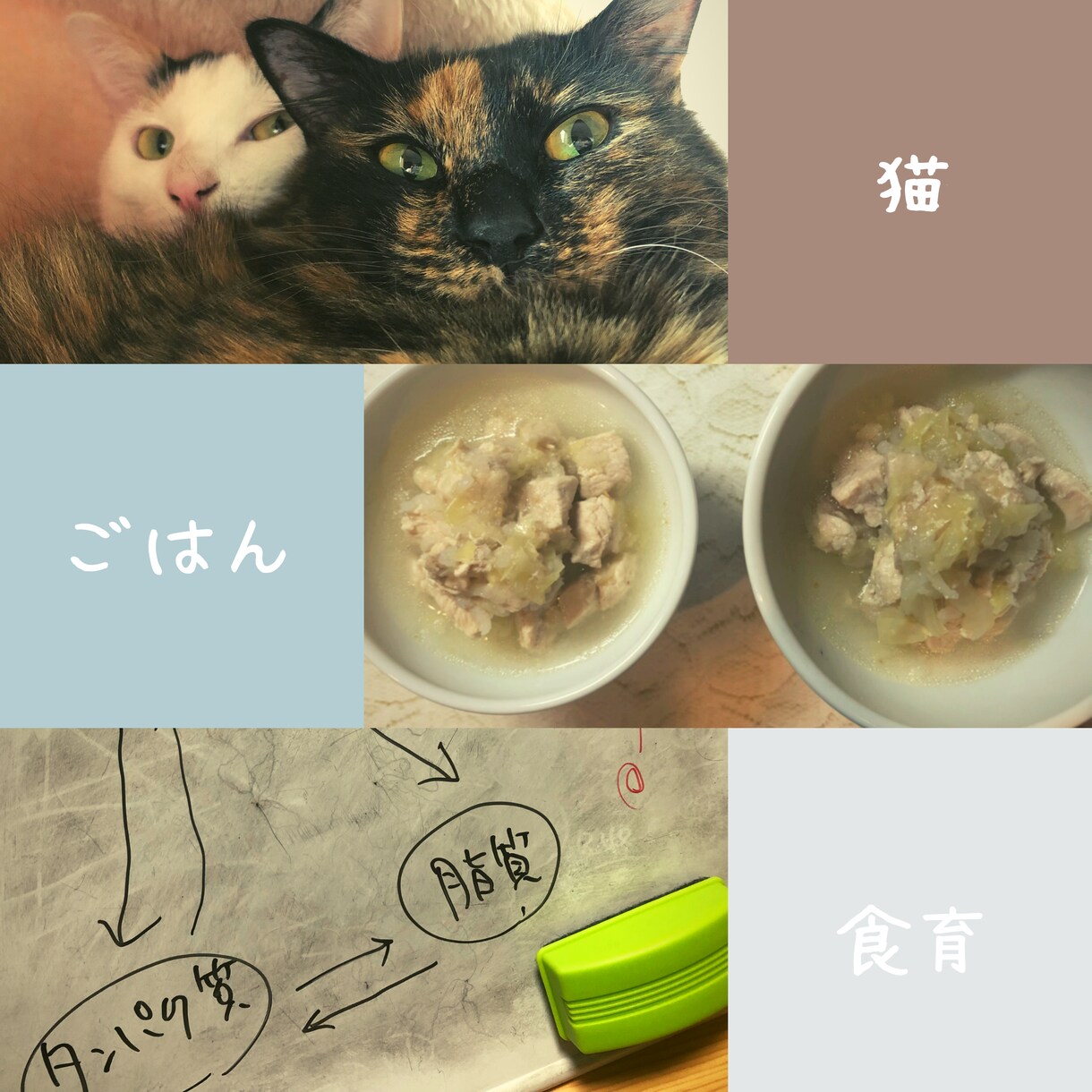 猫ちゃんのお食事に関するお悩み相談にのります 食の悩みを解決して飼い主さんも猫ちゃんもしあわせに！ イメージ2