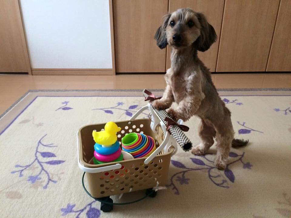 愛犬のしつけに悩んでいる！そんな時は、まず生活改善から。細かいアトバイス致します。お気軽にご相談を。 イメージ1