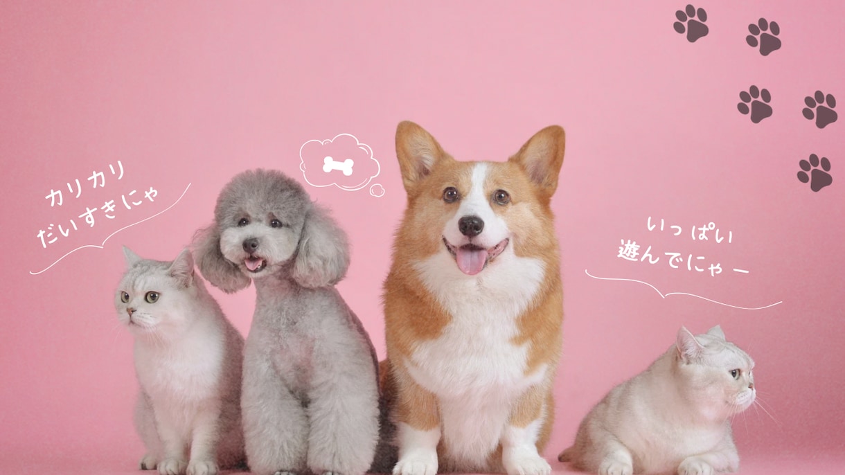 あなたとペットの笑顔のために癒しをお届け致します 愛するペットとの絆を深め、心と心を繋ぎ愛を育むヒーリング イメージ1