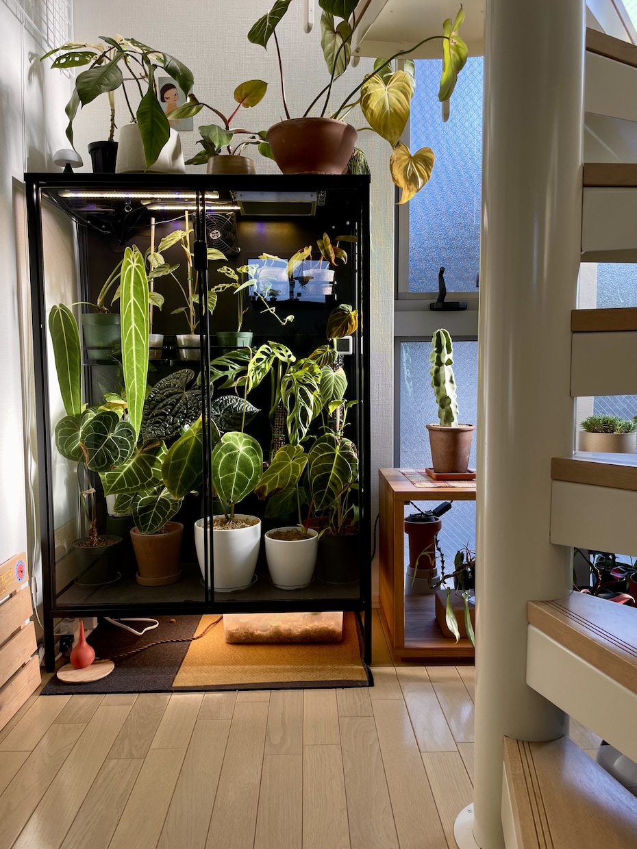観葉植物の素敵な取り入れ方をアドバイスします 最新の流行を抑えたインドアグリーンをあなたの家にも！ イメージ2