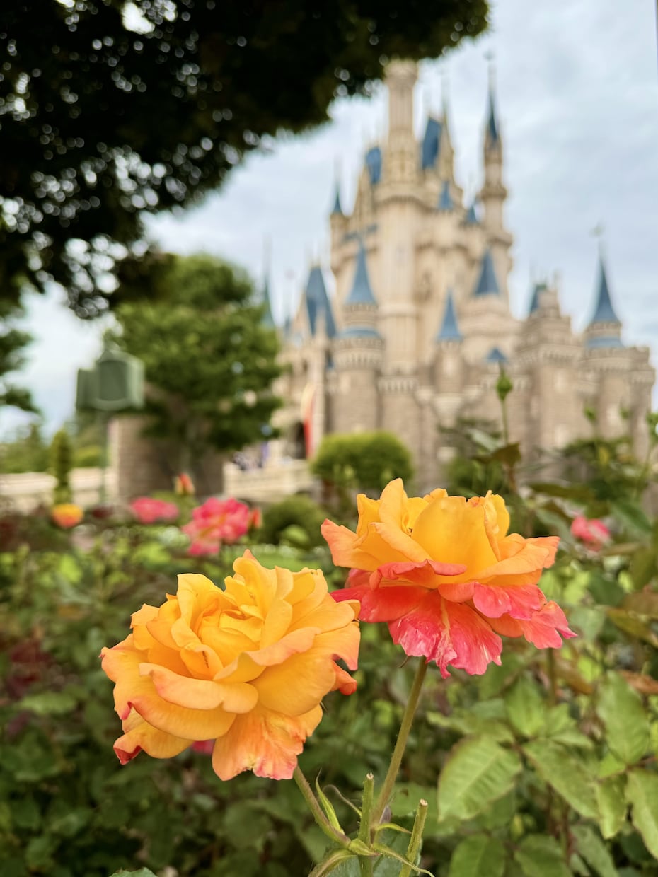 ディズニーランド・シーのご相談、なんでも受けます ♡月2ディズニー♡元年パス持ち♡ディズニーの疑問を解決！ イメージ9