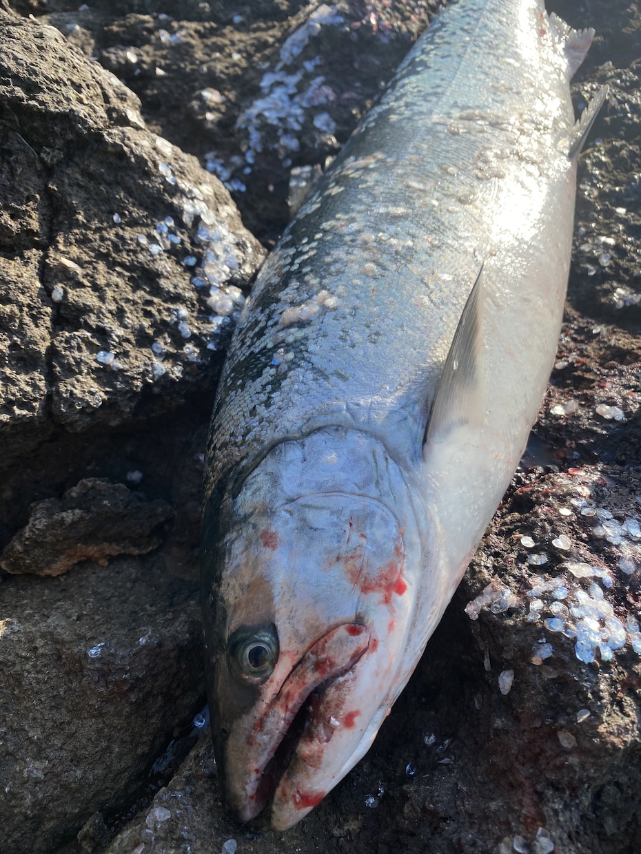 海サクラマスの釣り方教えます 北海道で海サクラマスを釣ってみたい方にお教えします！ イメージ3