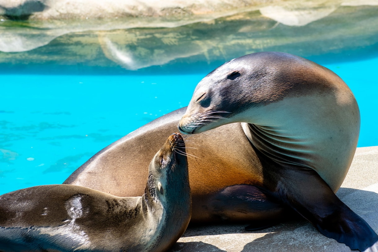 東山動物園の可愛い動物の写真を撮ります 可愛らしい動物の写真で癒されたい方へ イメージ2